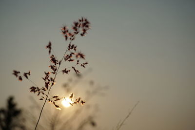 Low angle view of flowering plant against sky at sunset