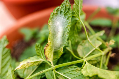 Close-up of green chili pepper plant