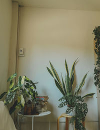 Potted plant on wall