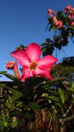 Close-up of pink flowers against sky