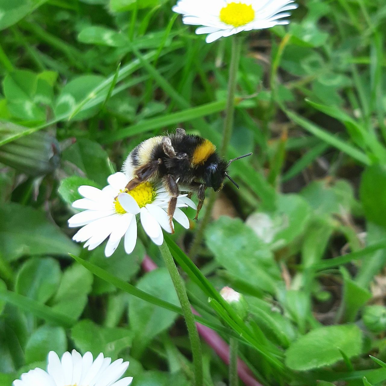 BEE ON FLOWER