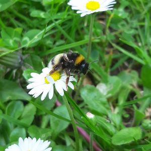 Bee pollinating on flower