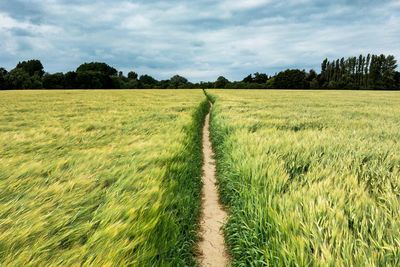 Scenic view of agricultural field against sky