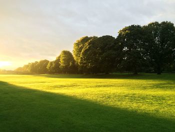 Trees growing on grassy field at park during sunrise