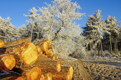 Snow covered land and trees in field against sky