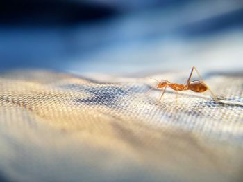 Close-up of insect