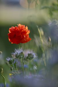 Close-up of red flowering plant on field
