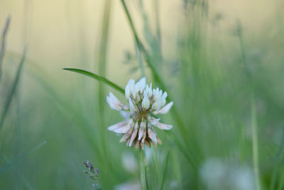 Close-up of white flowering plant