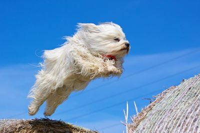 Low angle view of dog against clear blue sky