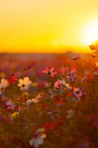 Close-up of yellow flowering plants on field against sky during sunset