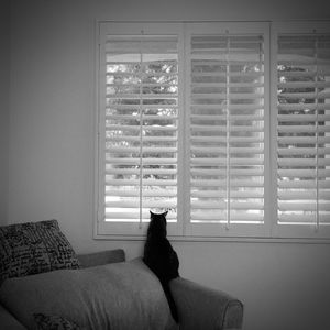 Cat sitting on sofa at home