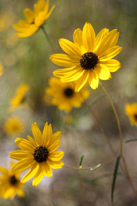 Close-up of yellow flowers against blurred background