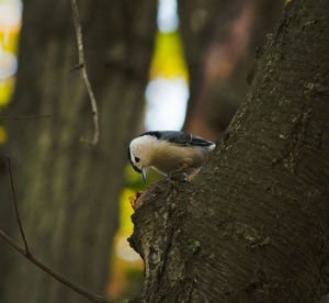 Close-up of bird perching on tree