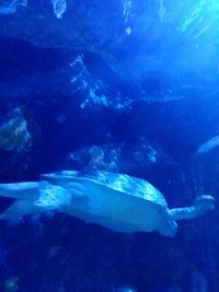 Close-up of fish underwater