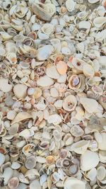 Full frame shot of seashells