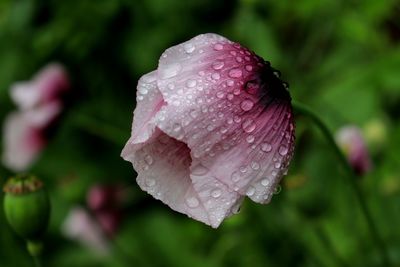 Close-up of wet pink rose