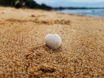 Close-up of shells on shore