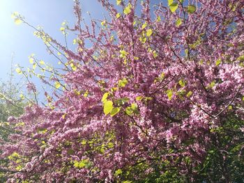 Low angle view of pink flowers on tree
