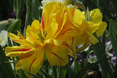 flowering plant