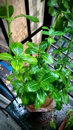 High angle view of potted plant