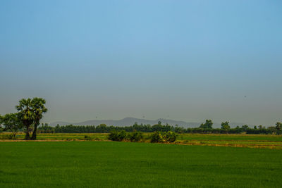 Scenic view of field against clear sky