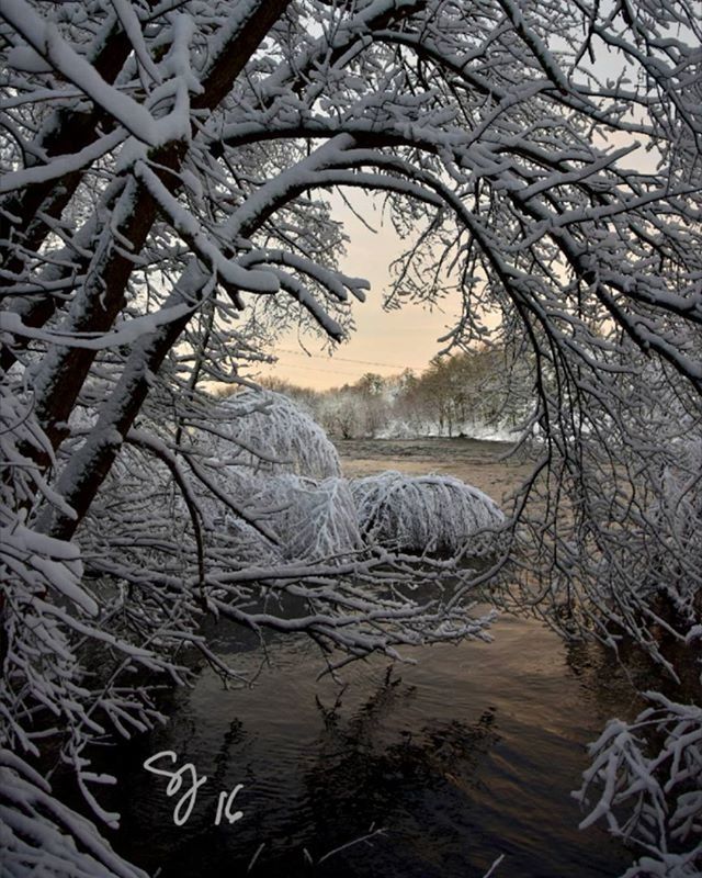 tree, water, bare tree, tranquility, tranquil scene, nature, branch, scenics, beauty in nature, lake, sky, day, no people, landscape, reflection, non-urban scene, idyllic, outdoors, river, pond