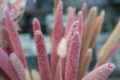 Close-up of flower decorations