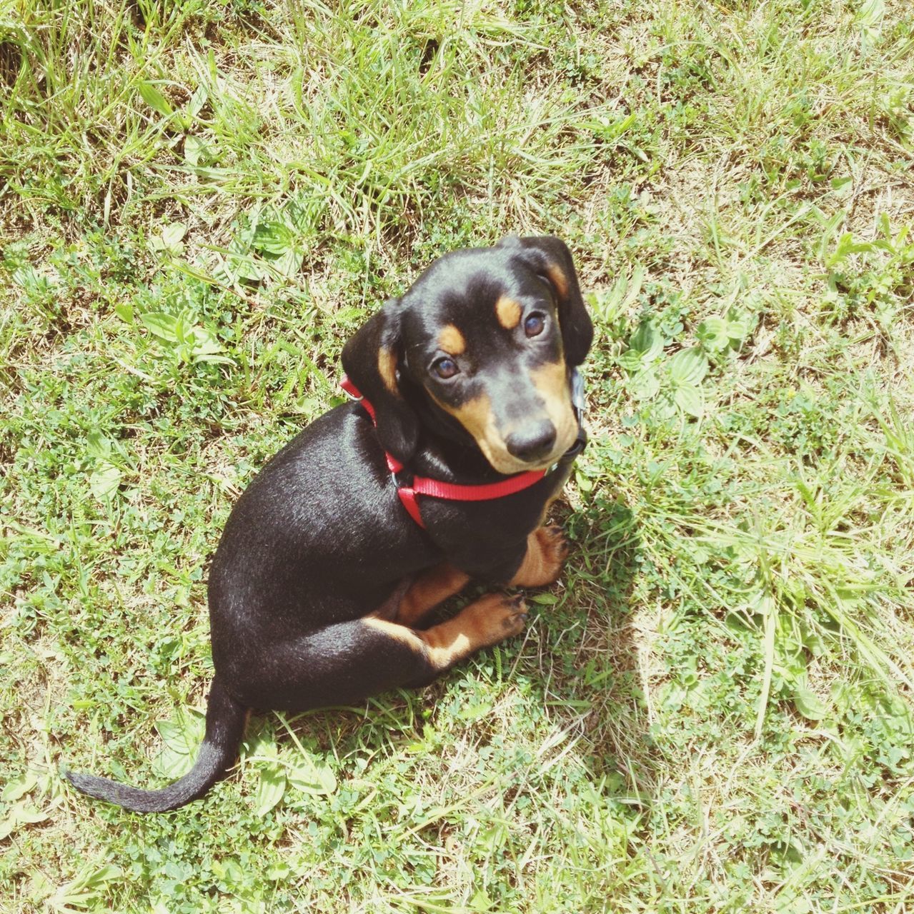 pets, animal themes, one animal, domestic animals, dog, mammal, grass, looking at camera, portrait, field, black color, sitting, grassy, high angle view, pet collar, full length, relaxation, sticking out tongue, no people, outdoors