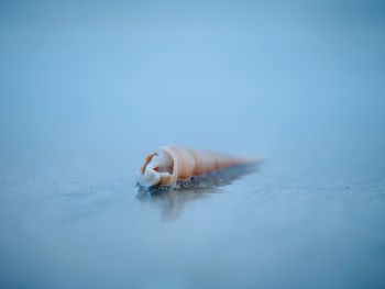 Close-up of a turtle in the sea