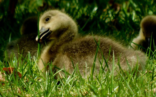 View of ducklings on field