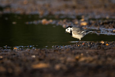 Bird perching on field