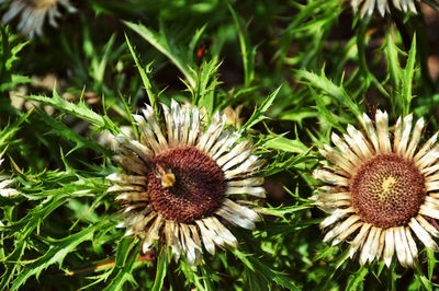 Close-up of flowering plants on field