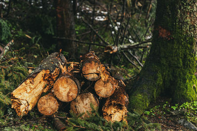 Log trunks pile. wood trunks, timber harvesting in forest. wood cutting in forest.