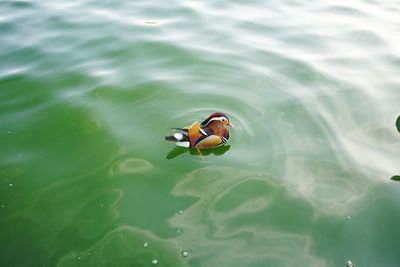 High angle view of duck swimming in lake