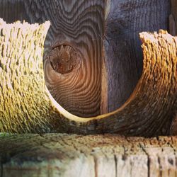 Close-up of lizard on tree trunk