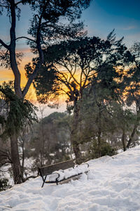 Trees on snow covered landscape