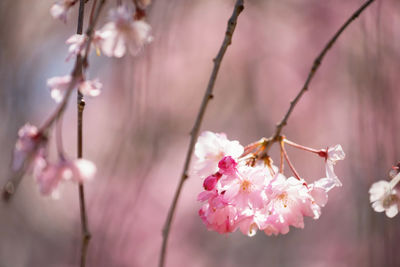 Close-up of pink cherry blossoms in spring