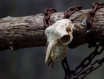 Close-up of animal skull