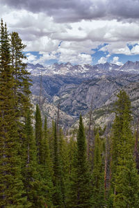 Scenic view of pine trees against sky