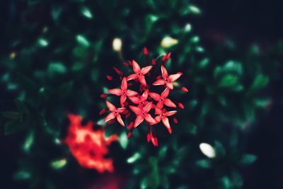 Close-up of red flowering plant