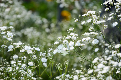 White flowers blooming on tree