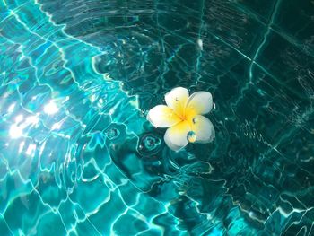 High angle view of water lily in swimming pool