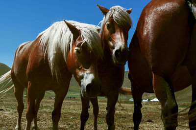 Horses in a field