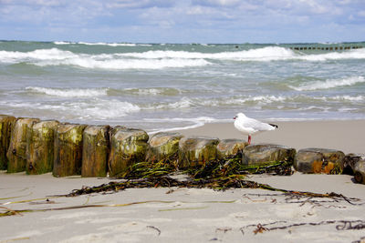 Seagull perching on wooden post at beach