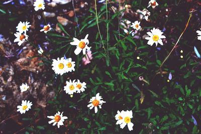 Close-up of white daisy flowers