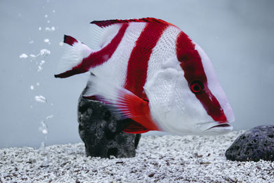 Close-up of fish swimming in sea