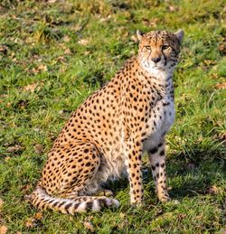 Portrait of tiger on field