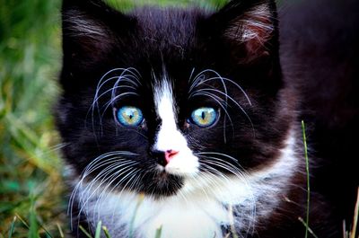 Close-up portrait of black cat