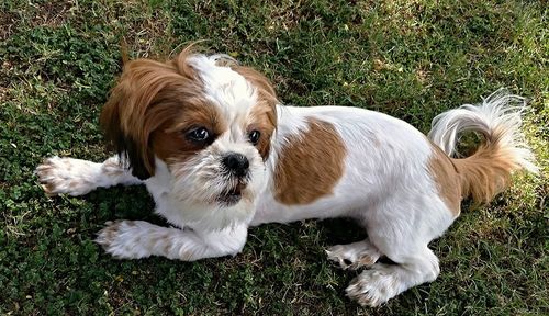 Portrait of dog on grassy field