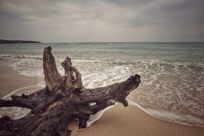Driftwood on beach against sky
